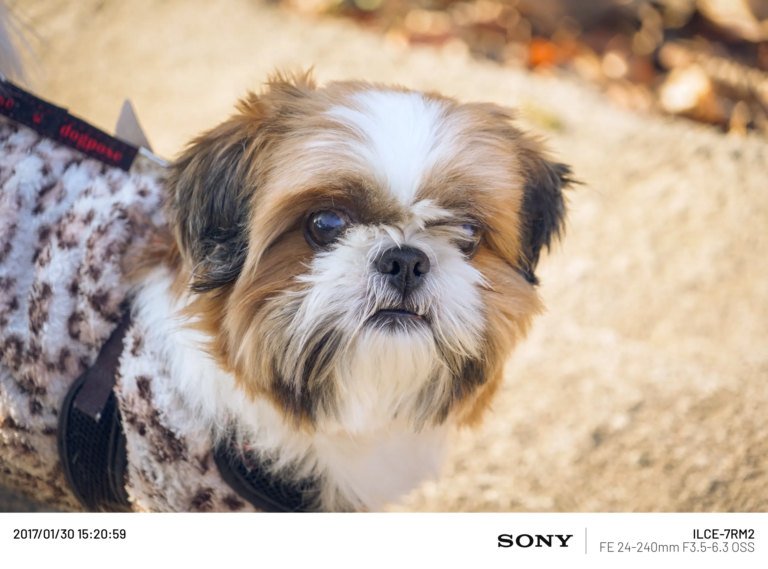20170130-DSC02605.webp