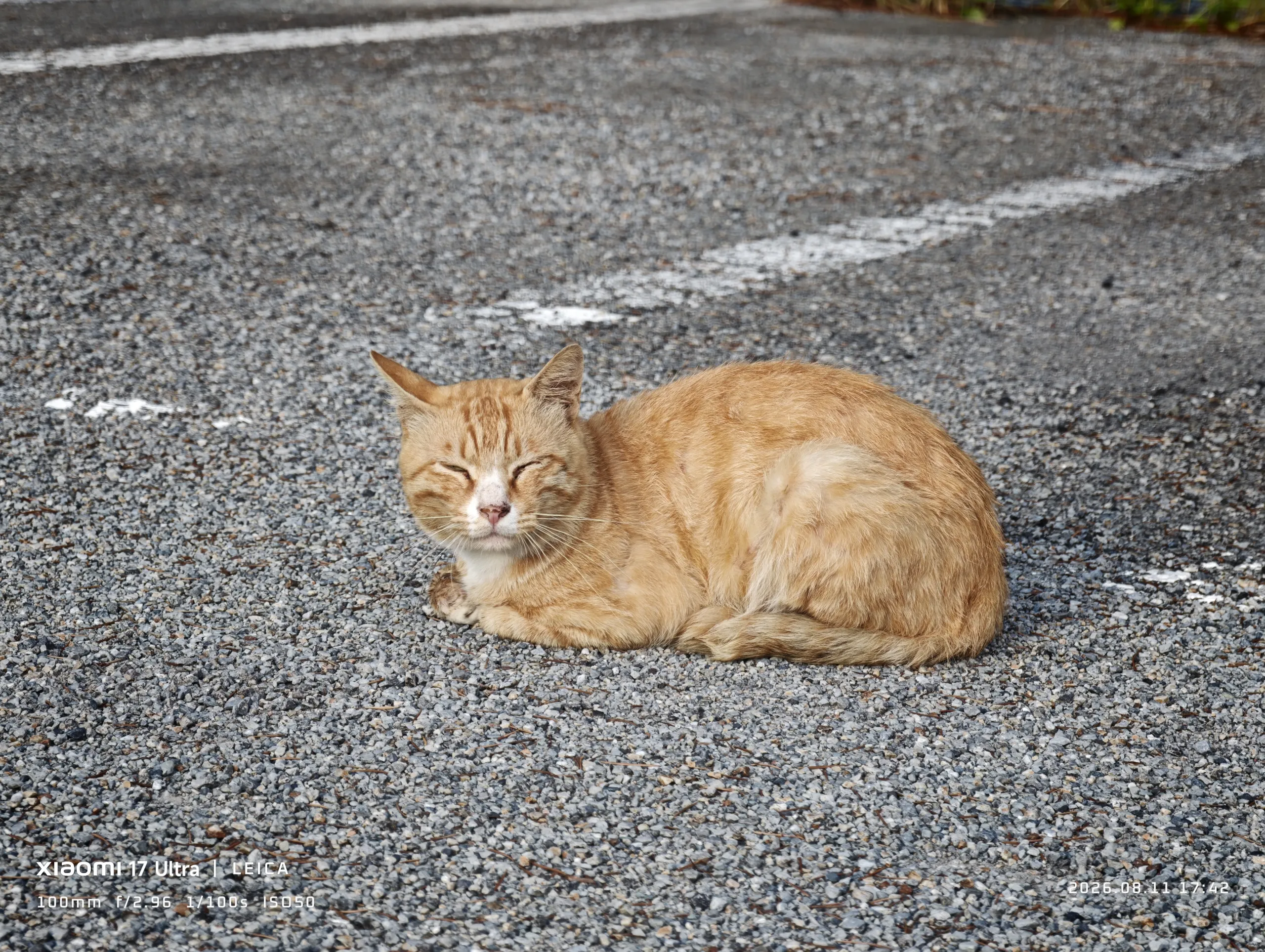 IMG_20260811_174204.jpg.webp