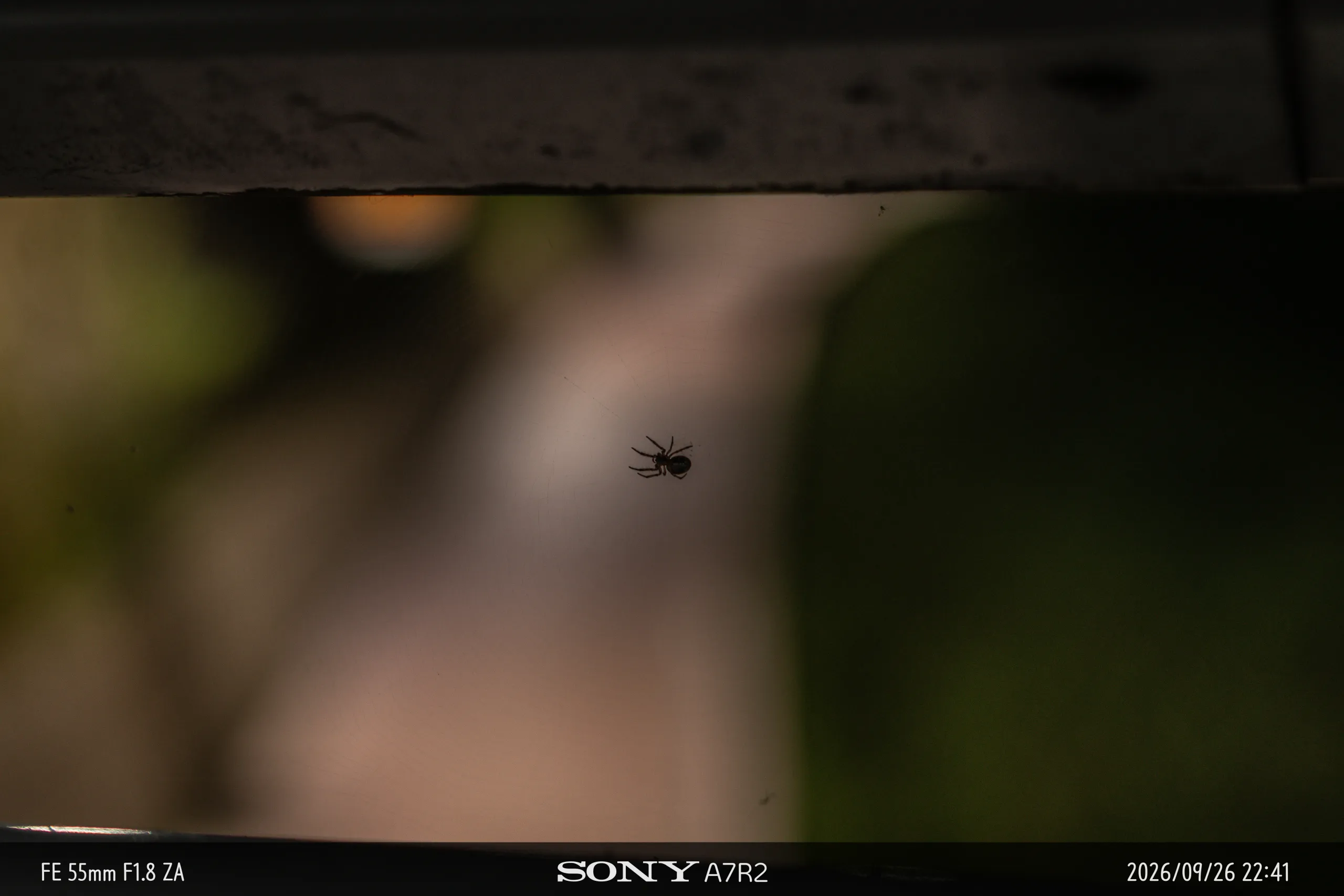 DSC09861.jpg.webp