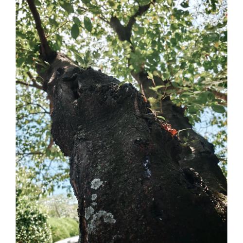tree