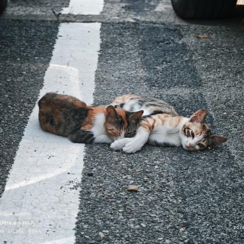 냥냥